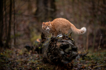 A luxurious red kitten in the middle of a dark autumn forest. A beautiful animal in nature.