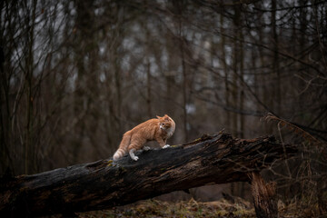 A luxurious red kitten in the middle of a dark autumn forest. A beautiful animal in nature.