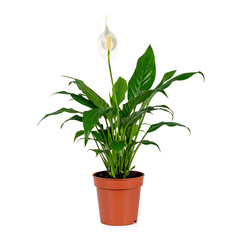 Fototapeta premium Elegant Blooming Peace Lily (Spathiphyllum) Indoor Houseplant Isolated on White