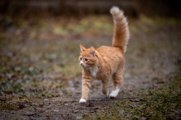 A luxurious red kitten in the middle of a dark autumn forest. A beautiful animal in nature.