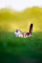  A small fluffy kitten walks through the tall grass with its tail up in a summer sunny garden