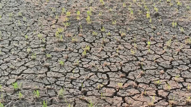 Belagavi, Karnataka, India - December 20, 2025: Cracked dry soil with small green plants highlighting drought conditions, water scarcity, climate change impact, and rural agricultural challenges.