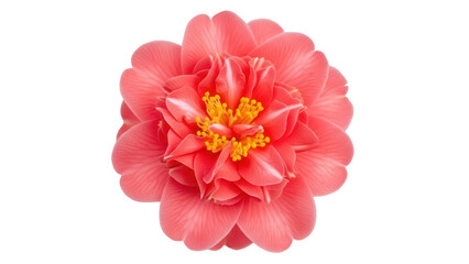Vibrant coral camellia flower isolated PNG, beautiful blossom with yellow stamens on transparent background for botanical design projects