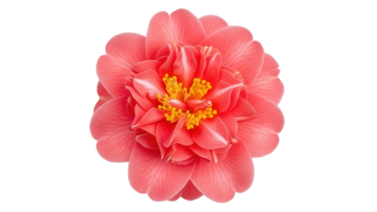 Vibrant coral camellia flower isolated PNG, beautiful blossom with yellow stamens on transparent background for botanical design projects