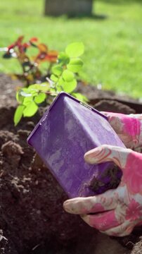 Gardener Carefully Places Rose Into Vibrant Garden Bed Soil, Hands Covered With Gloves Delicately Plant Rose From Purple Container Into Garden