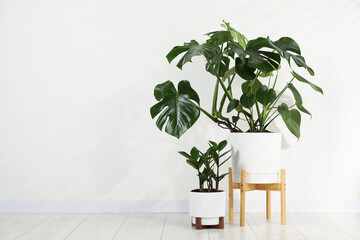 Beautiful potted monstera and zamioculcas on floor near white wall indoors. Space for text © New Africa