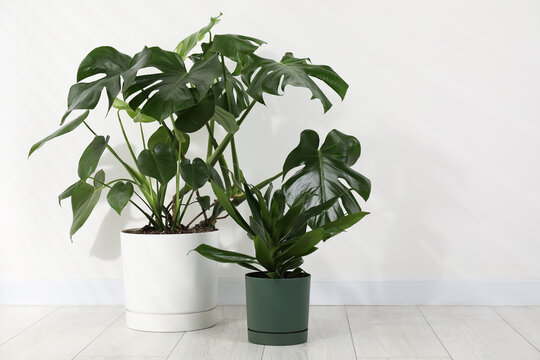 dracena sanderiana lucky bamboo Dracaena Sanderiana Lucky Bamboo – NurseryRx main image 0