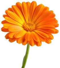 Naklejka premium Vibrant and fully bloomed orange Gerbera daisy with delicate, slightly curved petals and a textured central disc, presented on a slender green stem against a ,, isolated on transparent background.