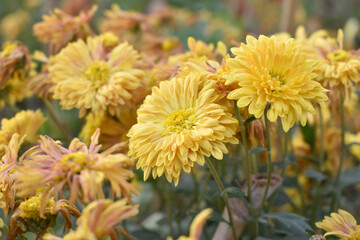 Beautiful Yellow chrysanthemum flowers closeup in the winter garden, Closeup of Chrysanthemum flower, Field of the Yellow Chrysanthemum, Beautiful Yellow flower blooming in nature.
