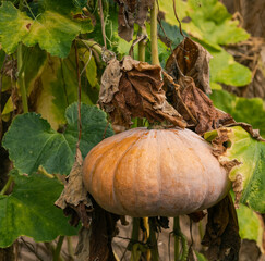 pumpkin in the garden