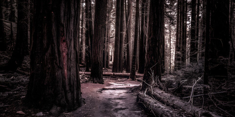 Naklejka premium The Obsidian Grove