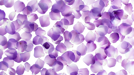 Floating purple petals scattered in a soft pattern on a white background