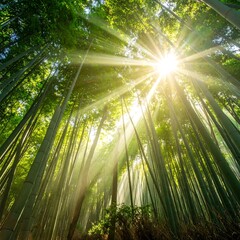 Sunbeams through a dense bamboo forest (1)