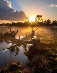 Sunrise over a misty bog