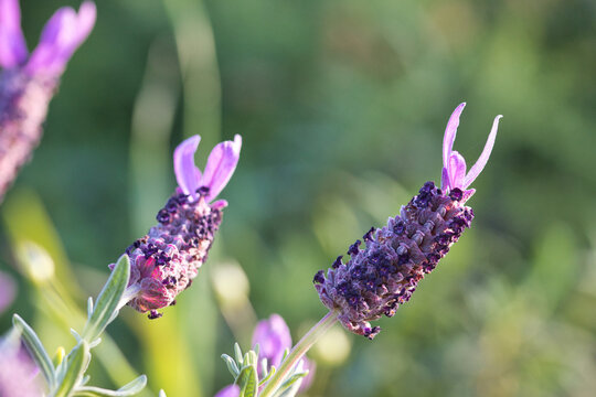 Portuguese lavender, Lavandula stoechas pedunculata, on a blurred natural green background.