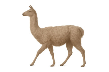 Obraz premium Llama walking, isolated animal with fur in profile, transparent background, domesticated peruvian mammal concept