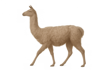 Llama walking, isolated animal with fur in profile, transparent background, domesticated peruvian mammal concept