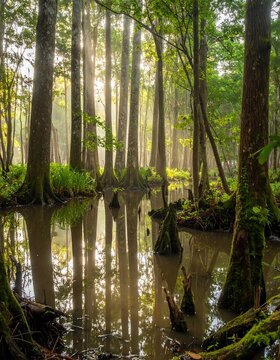 Sunlight filtering through a tranquil swamp forest