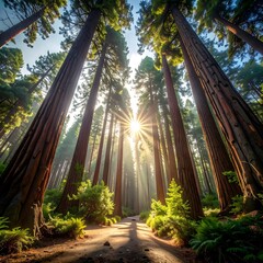 Sunlight streams through towering trees in a forest path