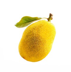 Fresh ripening jackfruit isolated on a white background.

