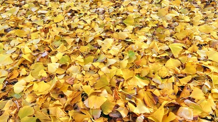 yellow fallen ginkgo leaves, ginkgo leaves covering the ground, autumn-colored ginkgo leaves