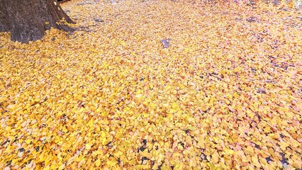yellow fallen ginkgo leaves, ginkgo leaves covering the ground, autumn-colored ginkgo leaves