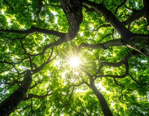 Sunlight filtering through lush green foliage