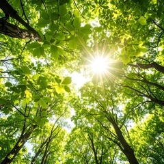 Sunlight filtering through lush green trees