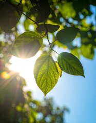 Sunlight filtering through vibrant green leaves