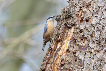 A Common Nuthatch climbing a tree trunk. County Durham, England, UK.