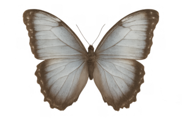 Butterfly with pale wings and brown edges opening, isolated cutout on transparent background for design projects