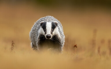 Badger close up ( Meles meles ) © Piotr Krzeslak