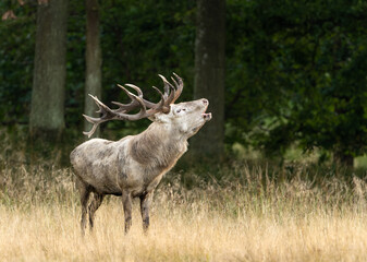 Deer male buck ( Cervus elaphus ) during rut