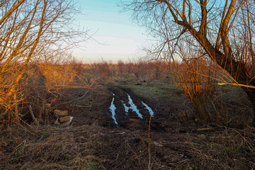 A rural dirt road with deep wet ruts runs through thickets of shrubs illuminated by the warm golden rays of the evening sun. © Олег Струс