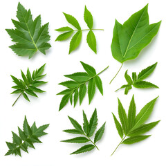 Fresh green leaf collection and foliage set on white background. natural and organic assortment feeling clean and pure