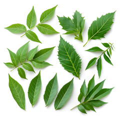 Fresh green leaf collection of neem and other botanical herbal plants creating natural, vibrant feeling