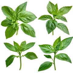 Vibrant set of fresh Thai basil leaf with fragrant green stem. An isolated herb collection perfect for healthy cooking