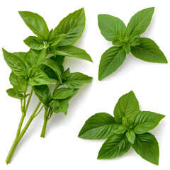 Fresh green sweet basil leaf and herb sprig collection. Aromatic culinary ingredient isolated on white background