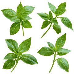 Fresh green thai basil leaf expressing vibrant freshness. An aromatic herb perfect as culinary ingredient for cooking