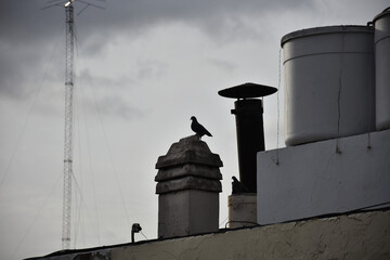 Fototapeta premium Vigilante de las alturas: Una paloma solitaria posada sobre una chimenea frente a un cielo nublado de ciudad.