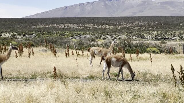 Two Guanacos Walking In Torres Del Paine Patagonia
