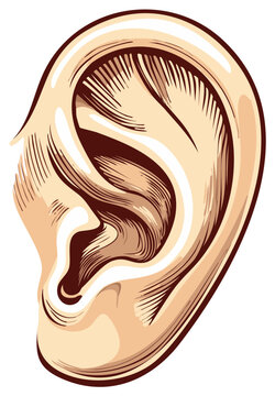 Human Ear Illustration Anatomy Detail Hearing Medical Health Sciences