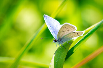 Blue butterfly on a green grass. © Tomas