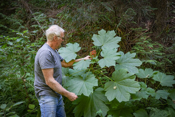 Photo of deciduous shrub Devil's Club with red berries growing in the forest of Idaho and man to show the size of the leaves