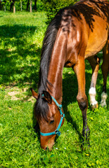Chestnut horse grazing  grass on a sunny day