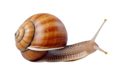 Snail profile macro on black, glossy snail shell with warm stripes, curious snail body extended forward, concept of slow life rhythm, patience, mindfulness, nature detail study and calm mood