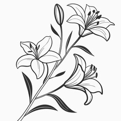 Beautiful lily flowers illustration on white background Vector