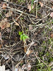 Fresh Plant Sprout Growing on Forest Ground.
Fresh green sprout growing among dry leaves and moss on forest soil.