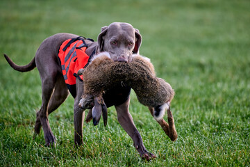 weimaraner retrieving a hare © Duvekot Fotografie