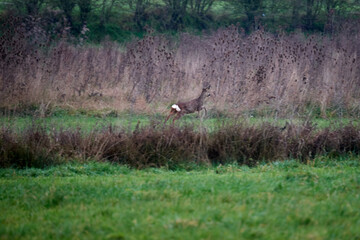 roe deer running in the field © Duvekot Fotografie